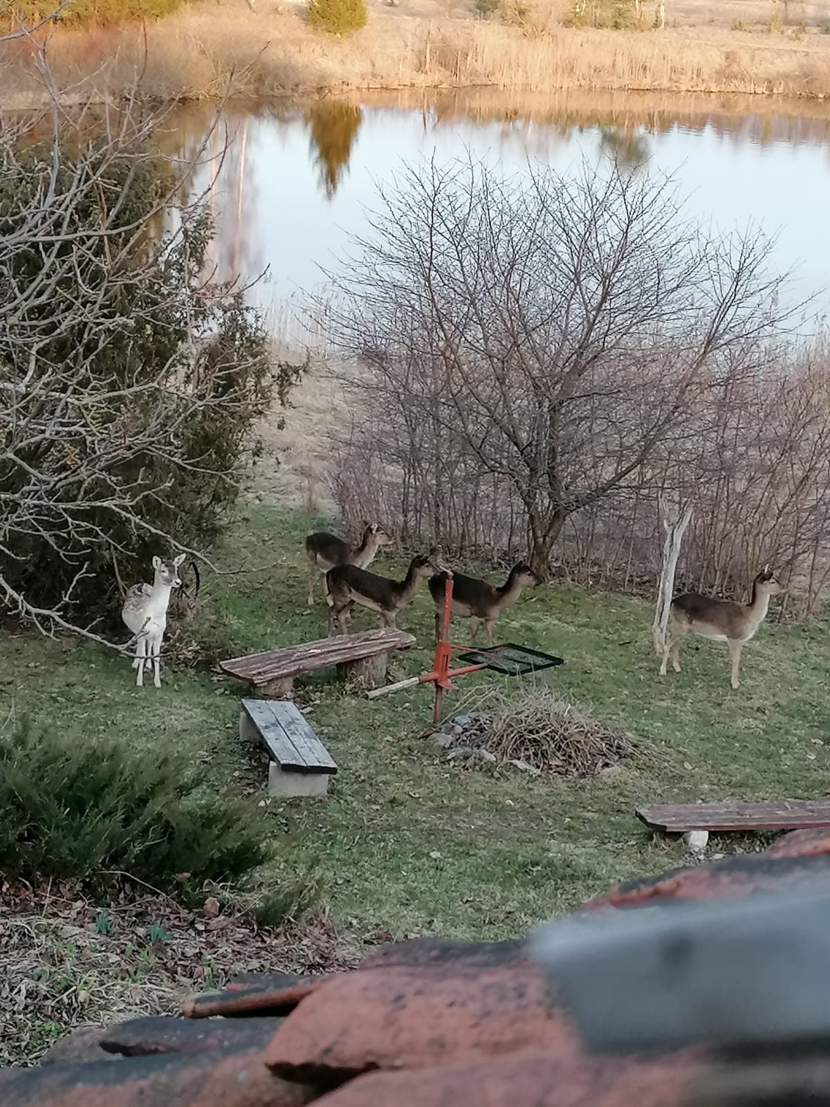 Sarny przy stawie – Agroturystyka Oczko